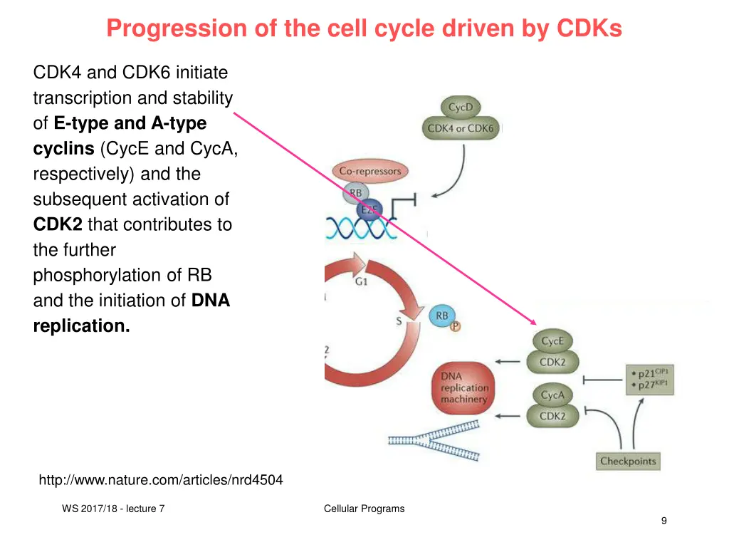 progression of the cell cycle driven by cdks 1