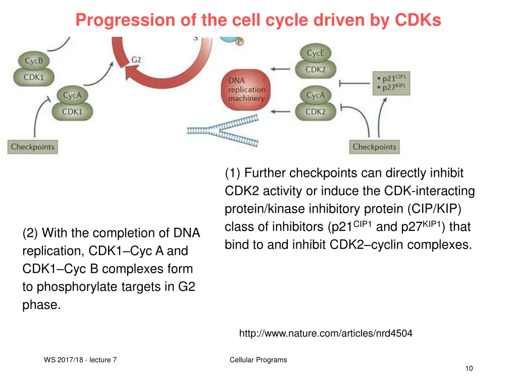 progression of the cell cycle driven by cdks 2