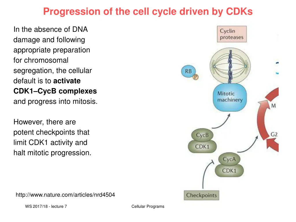 progression of the cell cycle driven by cdks 3