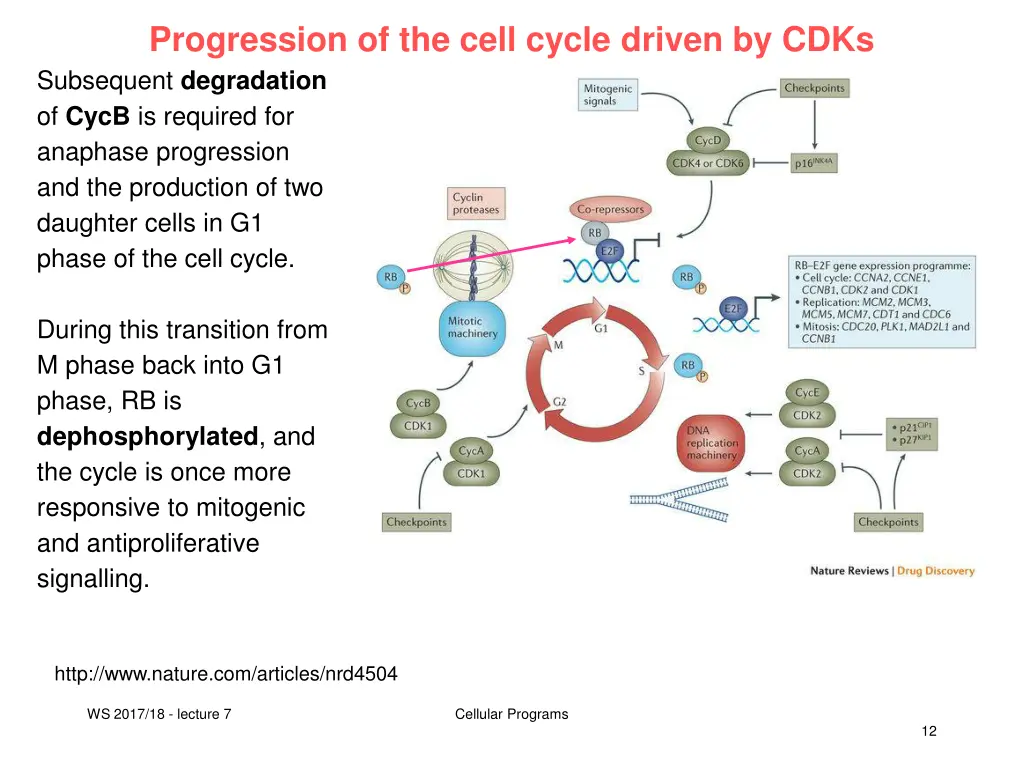 progression of the cell cycle driven by cdks 4