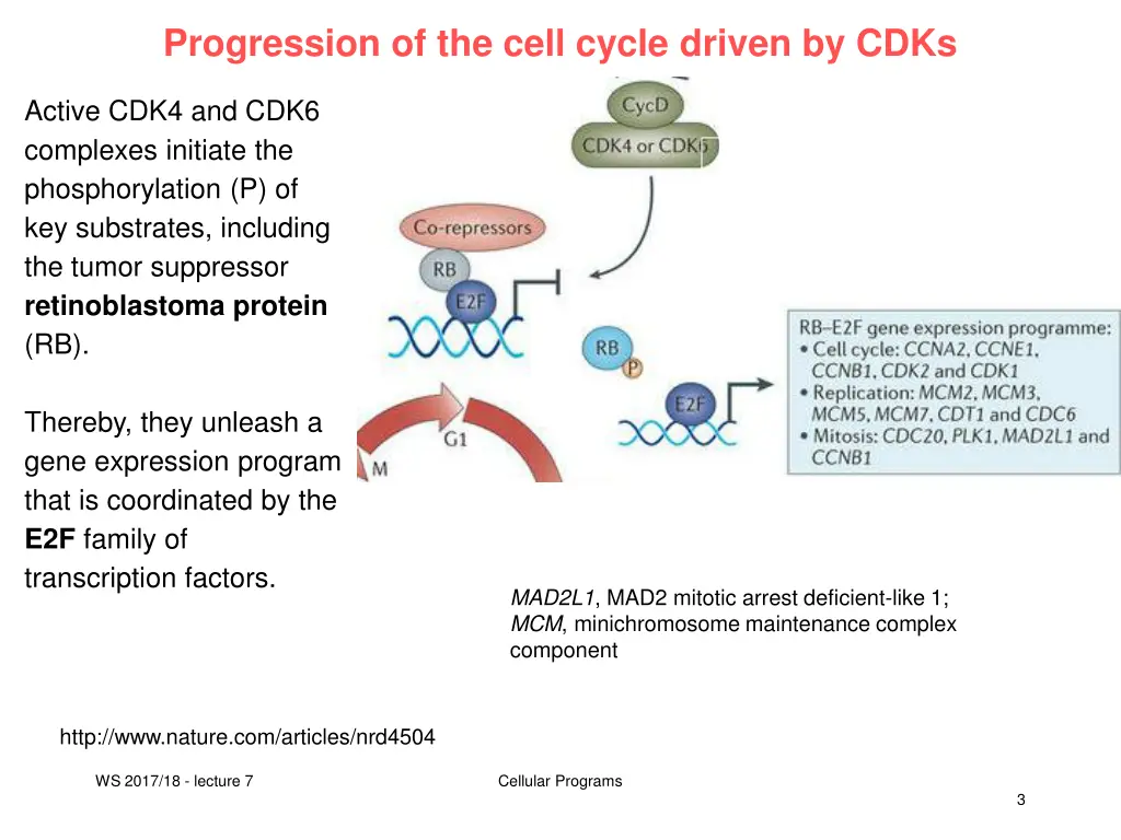 progression of the cell cycle driven by cdks