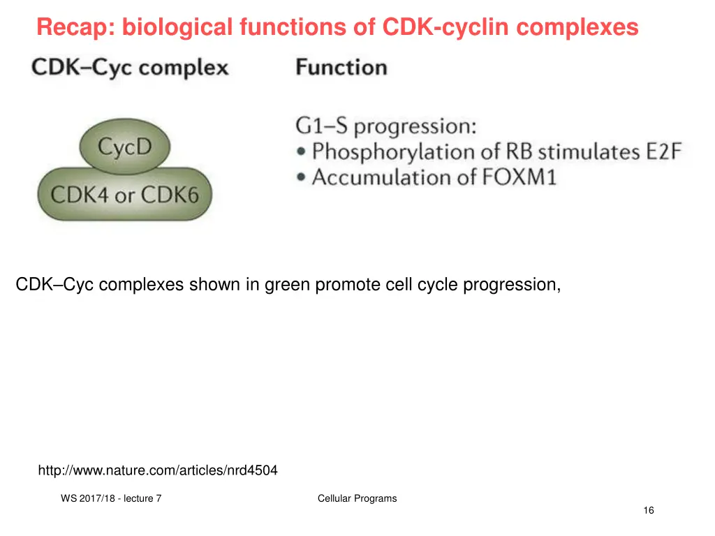 recap biological functions of cdk cyclin complexes