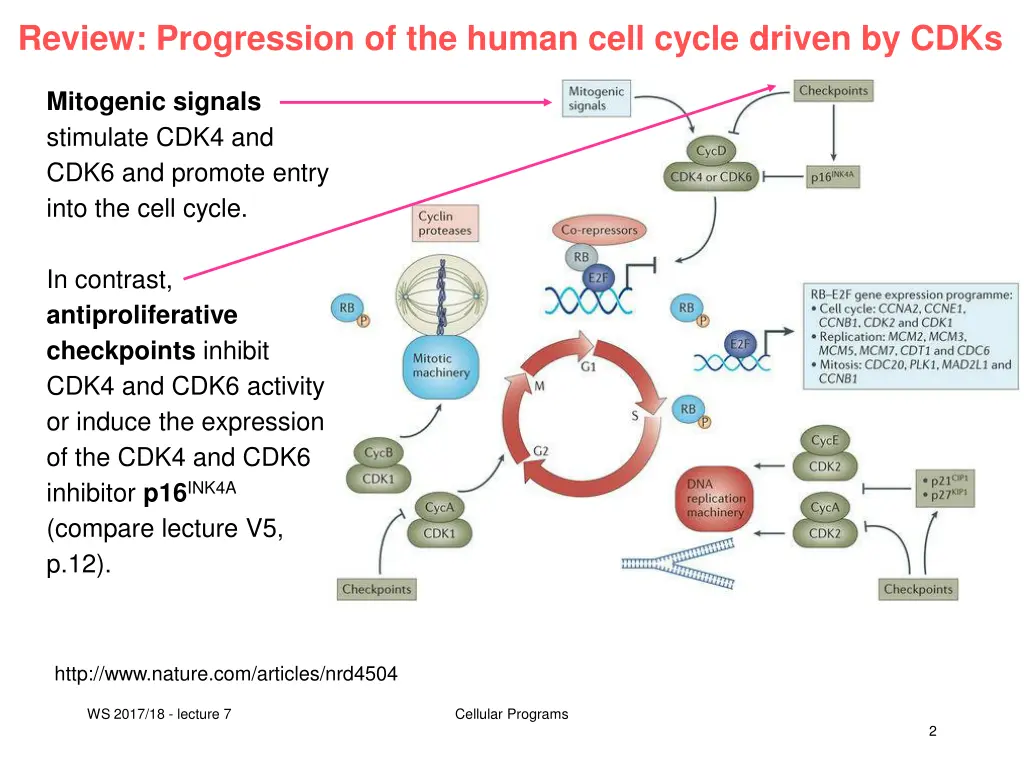 review progression of the human cell cycle driven