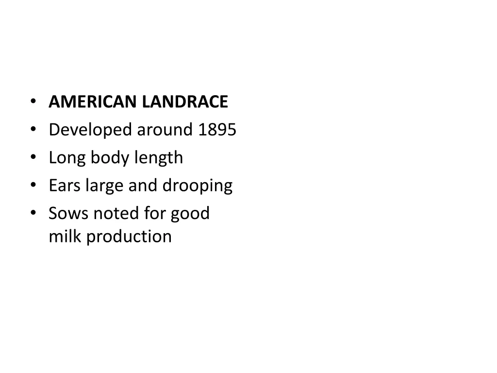 american landrace developed around 1895 long body