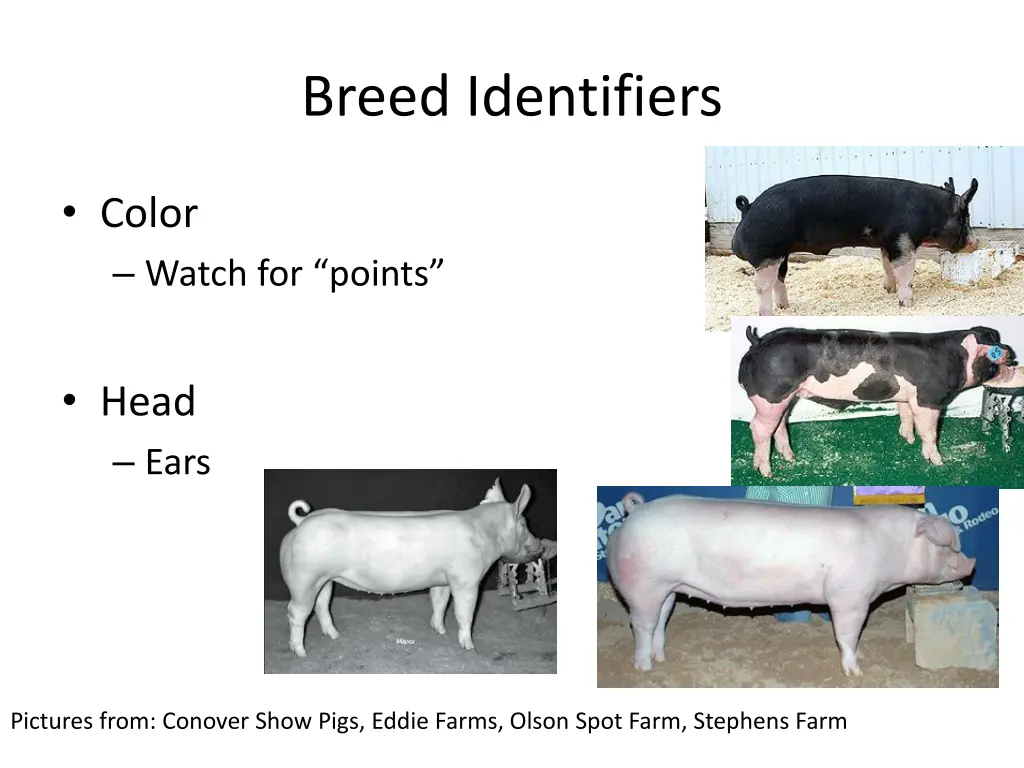 breed identifiers