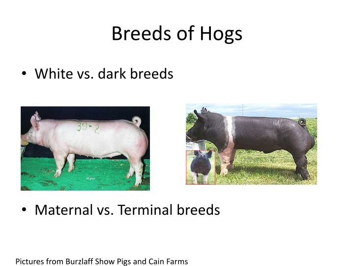 breeds of hogs