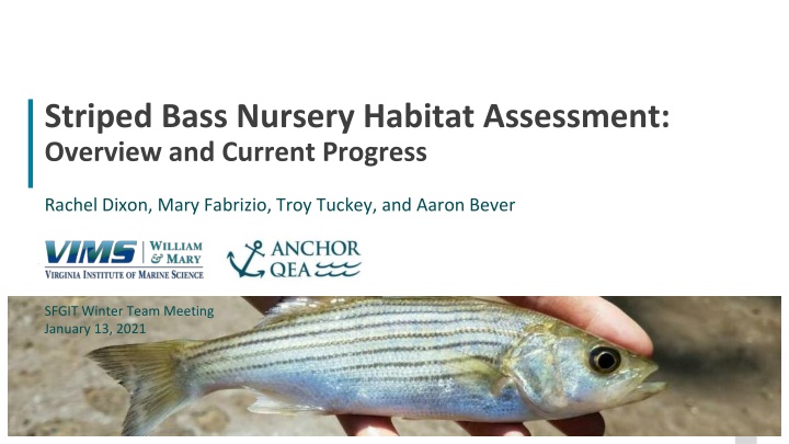 striped bass nursery habitat assessment overview