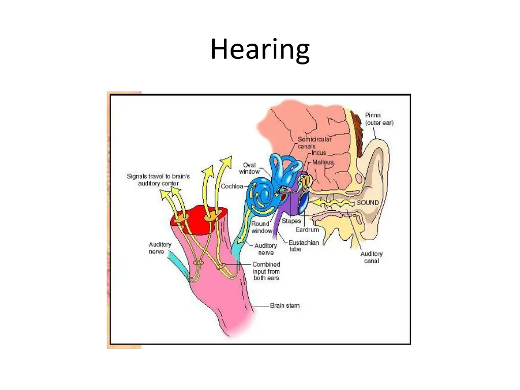hearing
