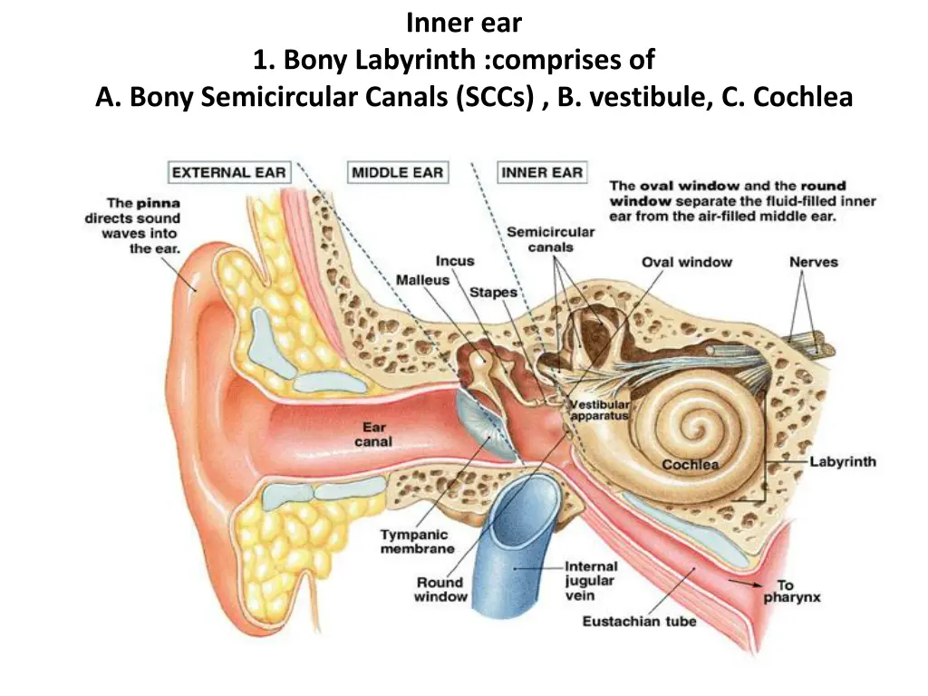 inner ear