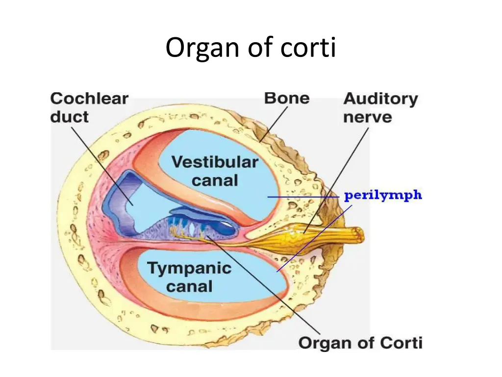 organ of corti