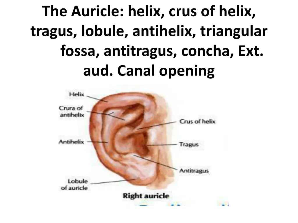 the auricle helix crus of helix tragus lobule