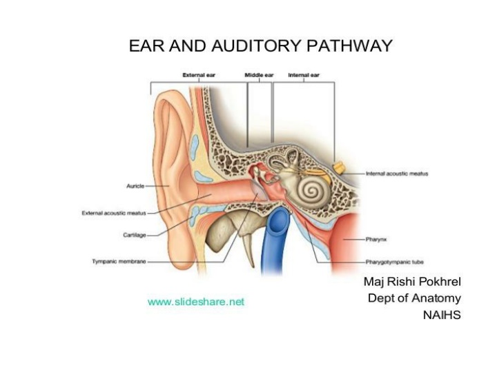 the ear