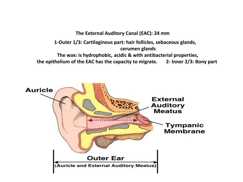 the external auditory canal eac 24 mm