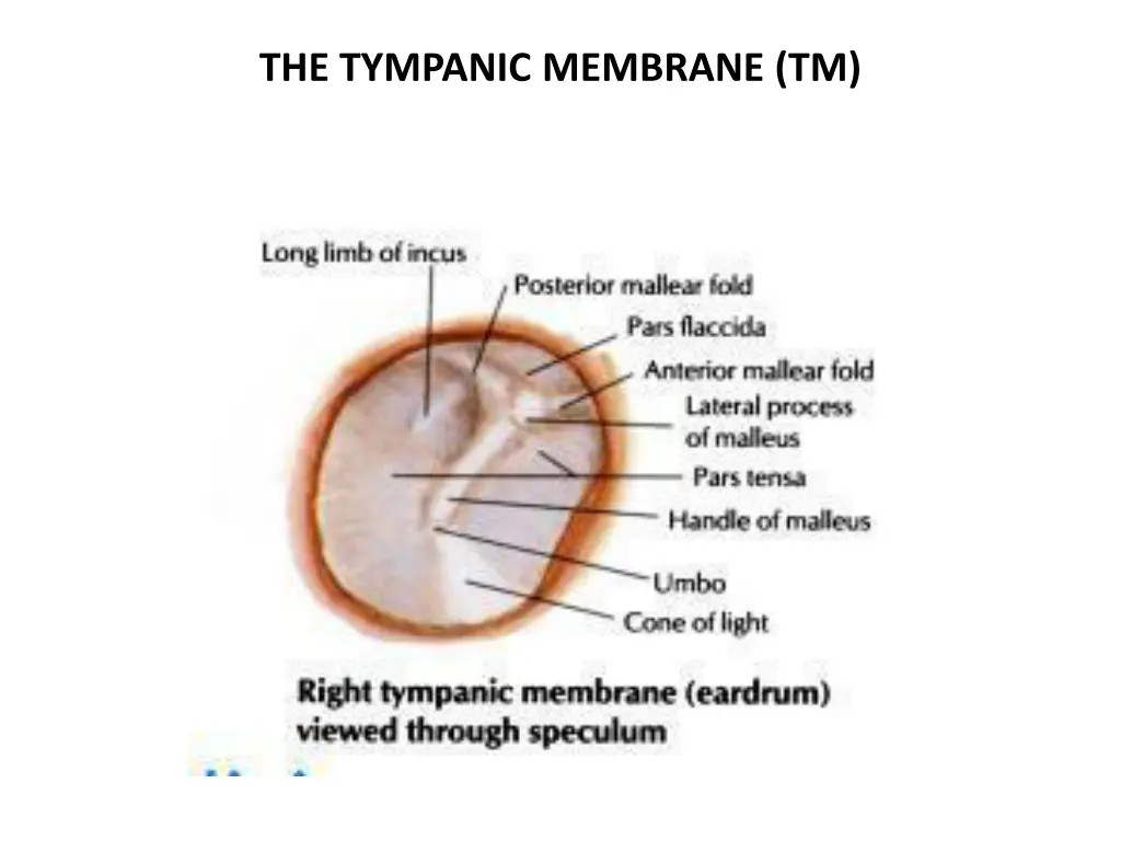 the tympanic membrane tm