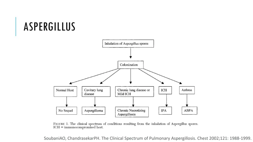 aspergillus 1