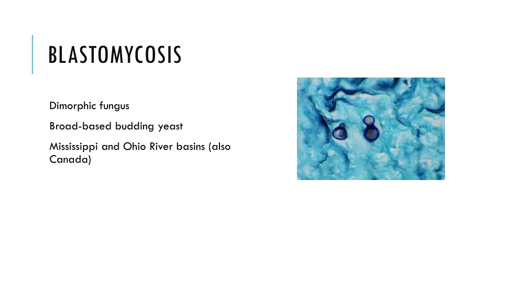blastomycosis