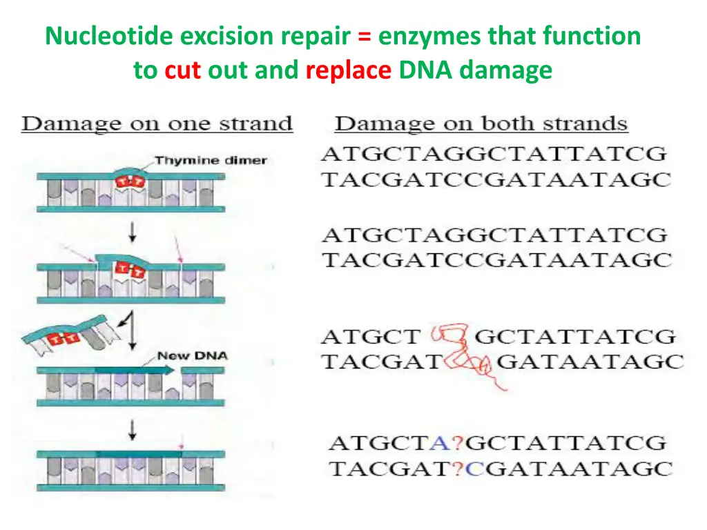 nucleotide excision repair enzymes that function