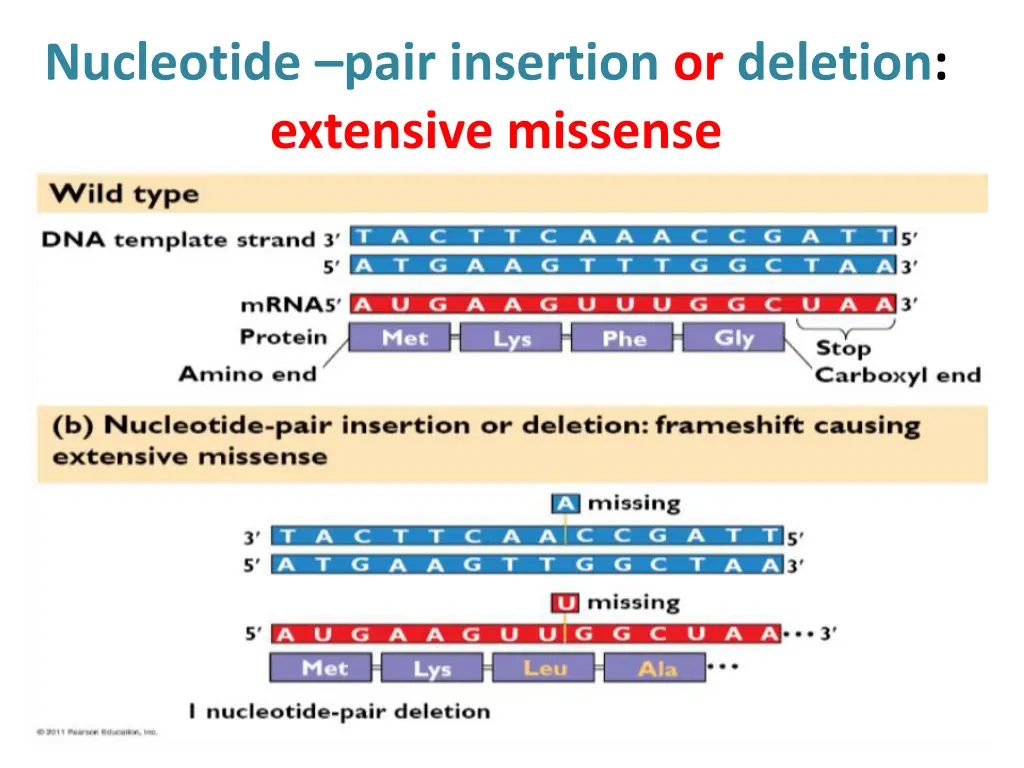 nucleotide pair insertion or deletion extensive