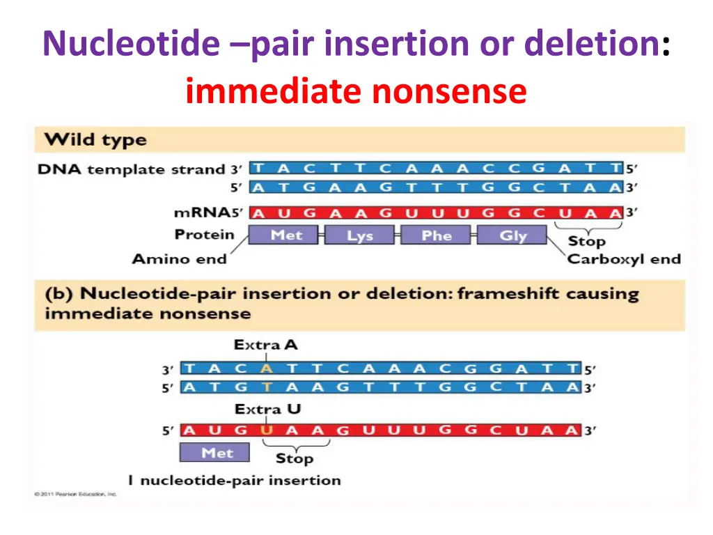 nucleotide pair insertion or deletion immediate