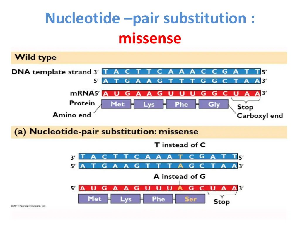 nucleotide pair substitution missense