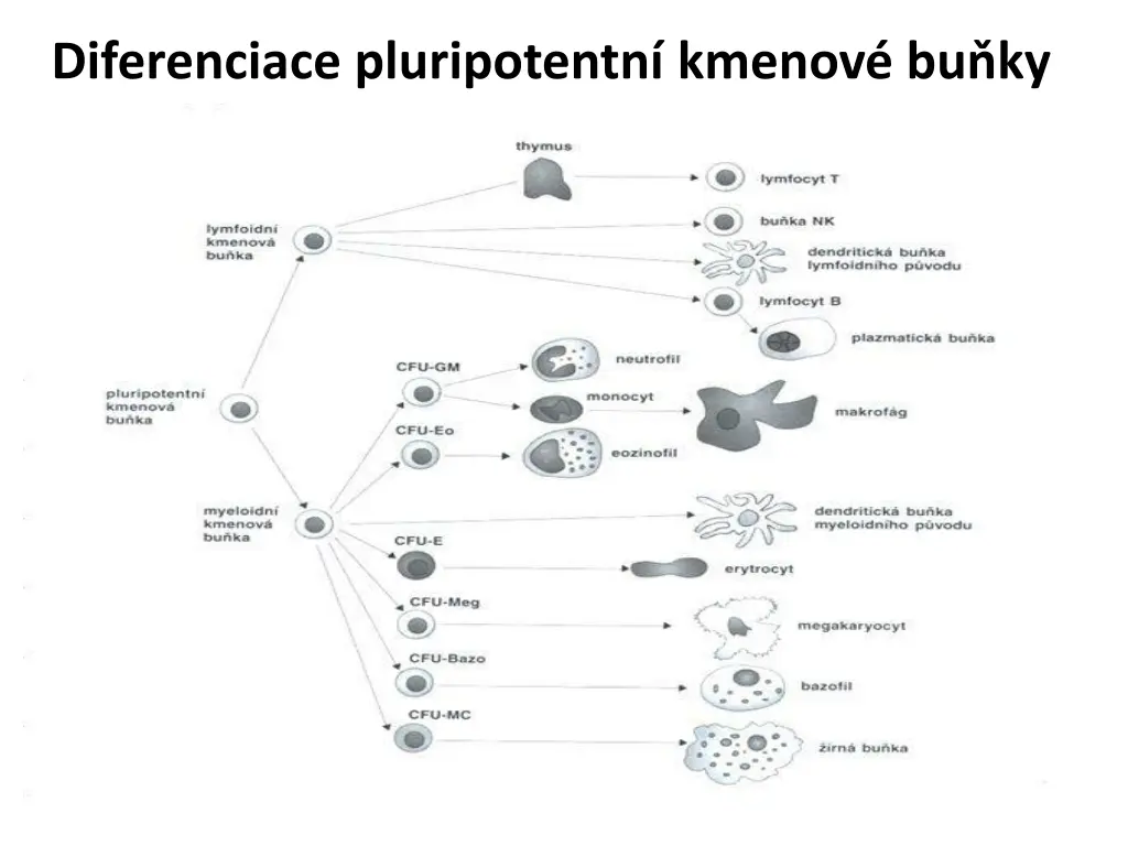 diferenciace pluripotentn kmenov bu ky