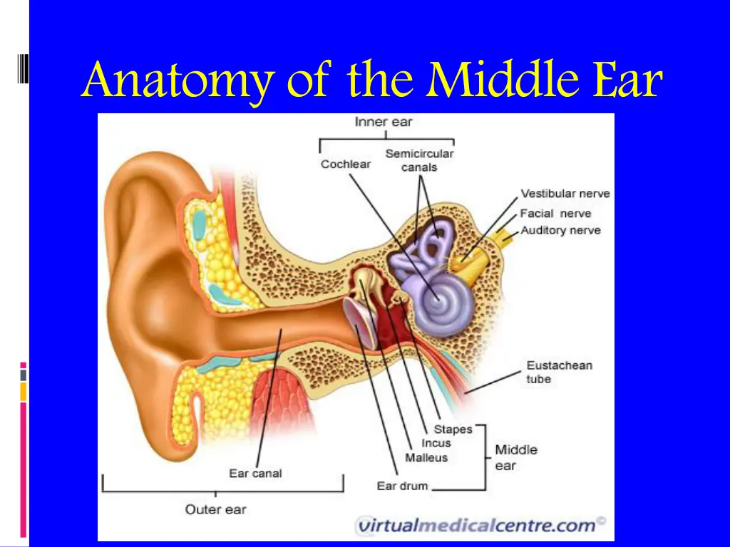 anatomy of the middle ear