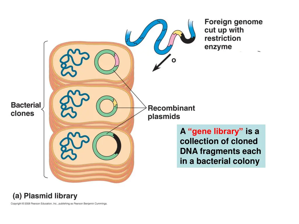a gene library is a collection of cloned
