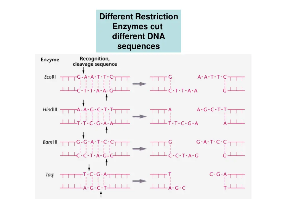 different restriction enzymes cut different