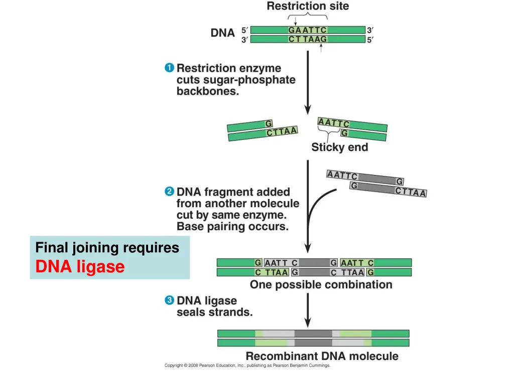 final joining requires dna ligase