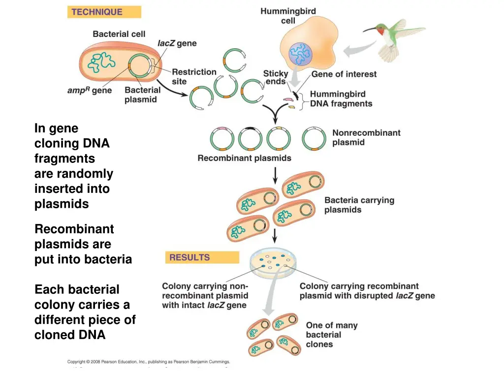 in gene cloning dna fragments are randomly