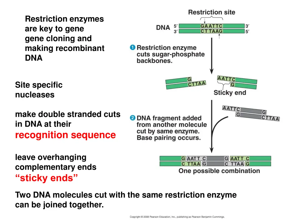 restriction enzymes are key to gene gene cloning