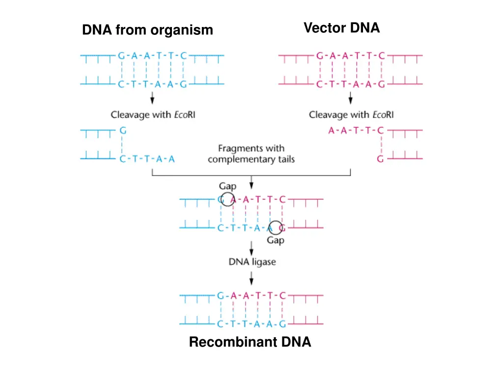 vector dna
