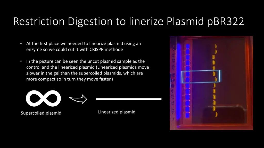 restriction digestion to linerize plasmid pbr322