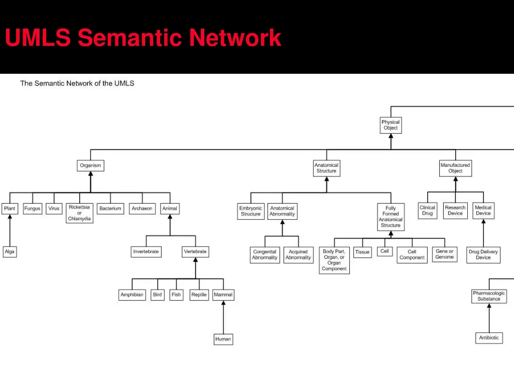 umls semantic network