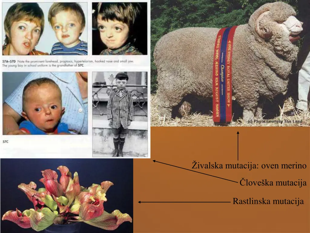 ivalska mutacija oven merino