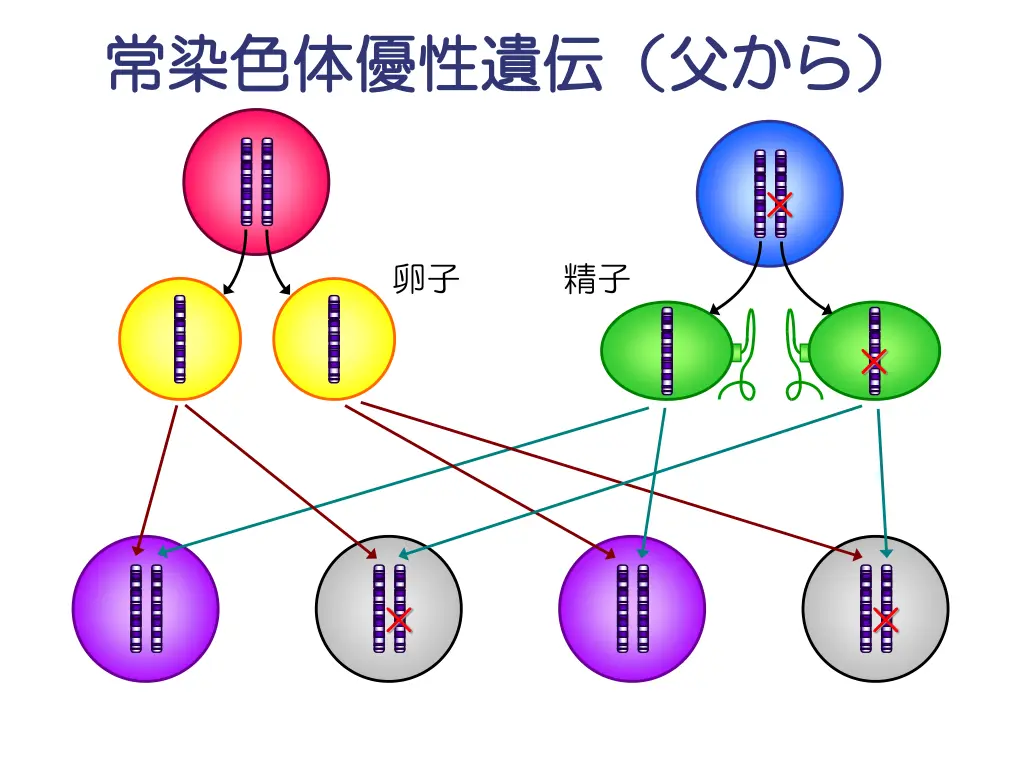 slide11