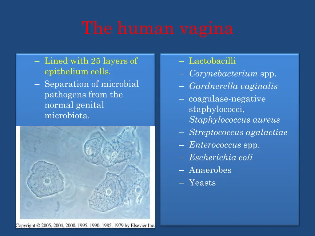 the human vagina