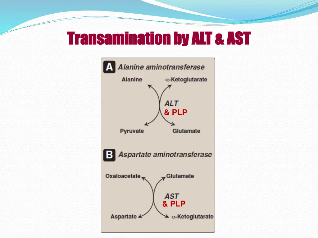 transamination transamination by alt ast