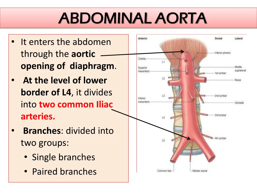abdominal aorta abdominal aorta