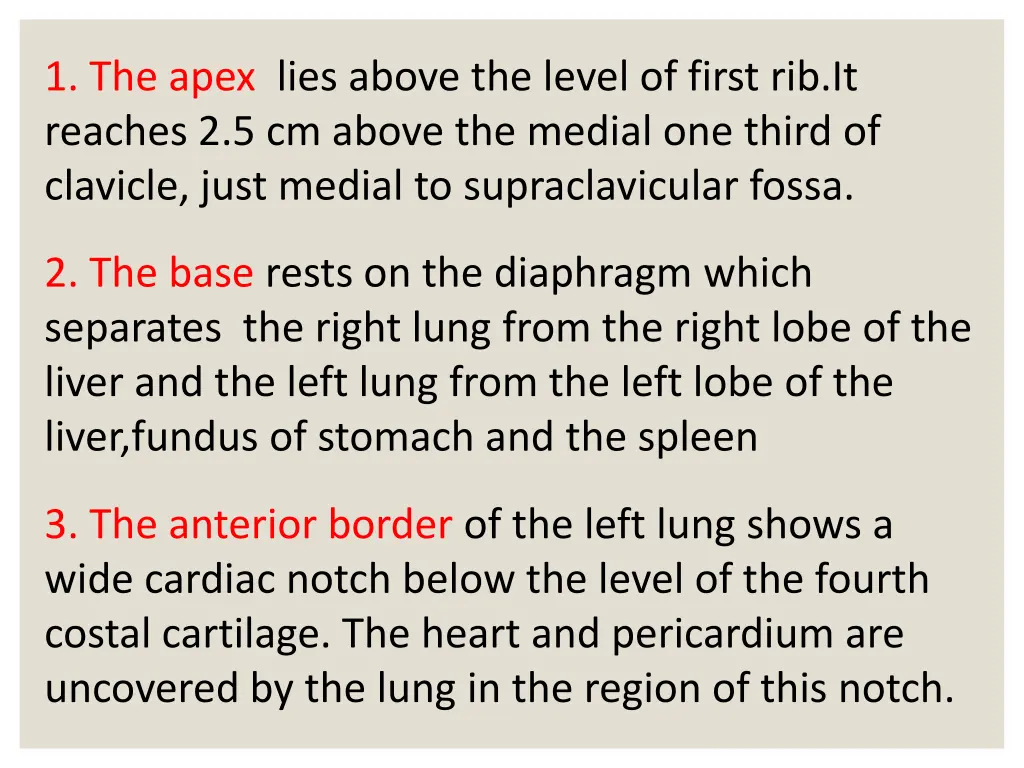 1 the apex lies above the level of first