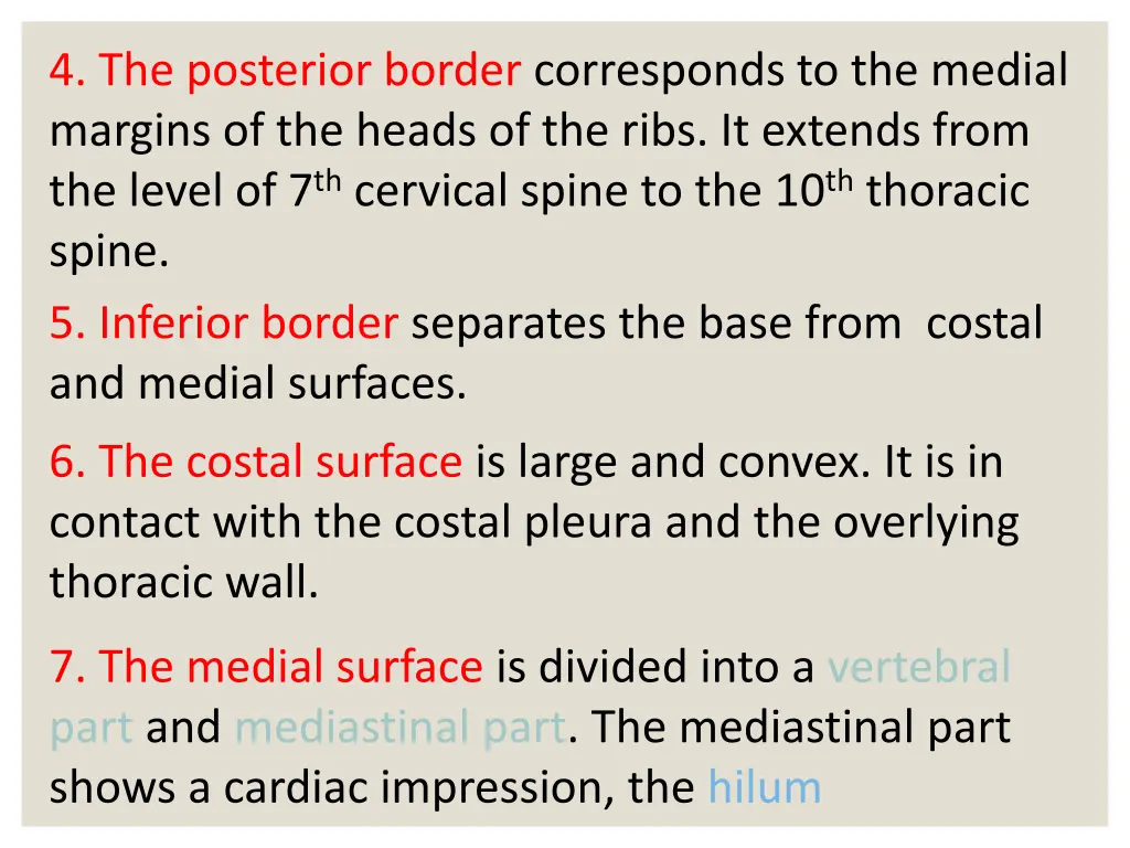 4 the posterior border corresponds to the medial