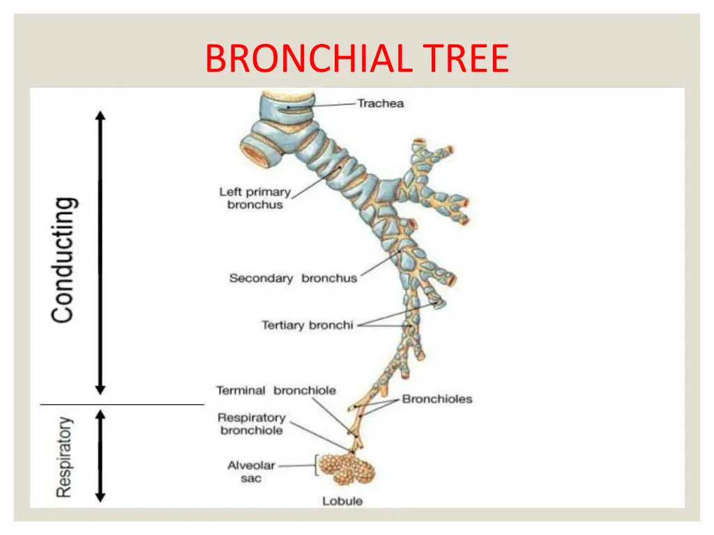 bronchial tree