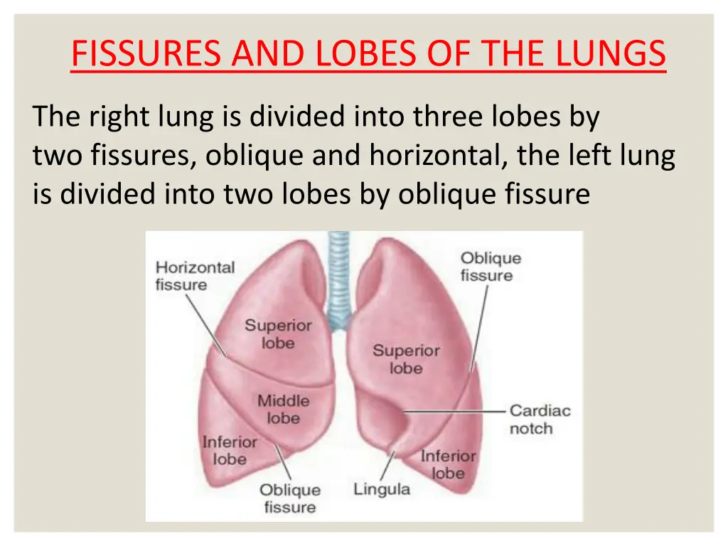 fissures and lobes of the lungs