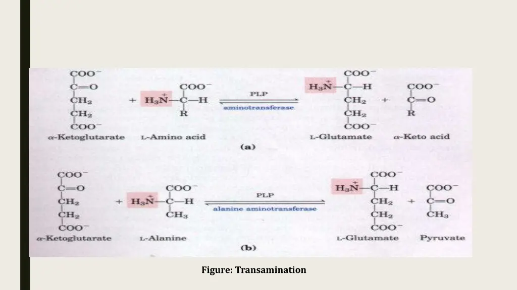 figure transamination