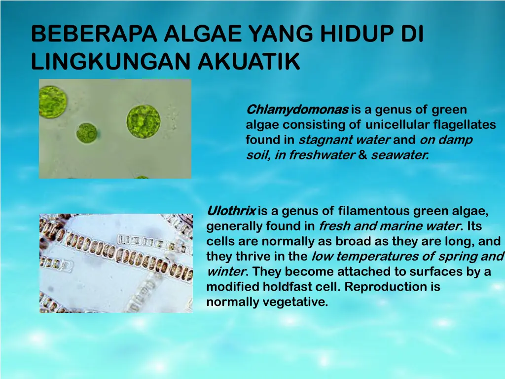 beberapa algae yang hidup di lingkungan akuatik