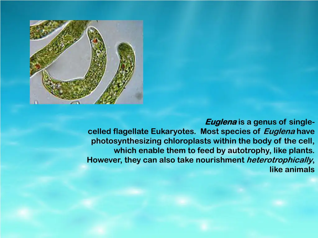 euglena euglena is a genus of single