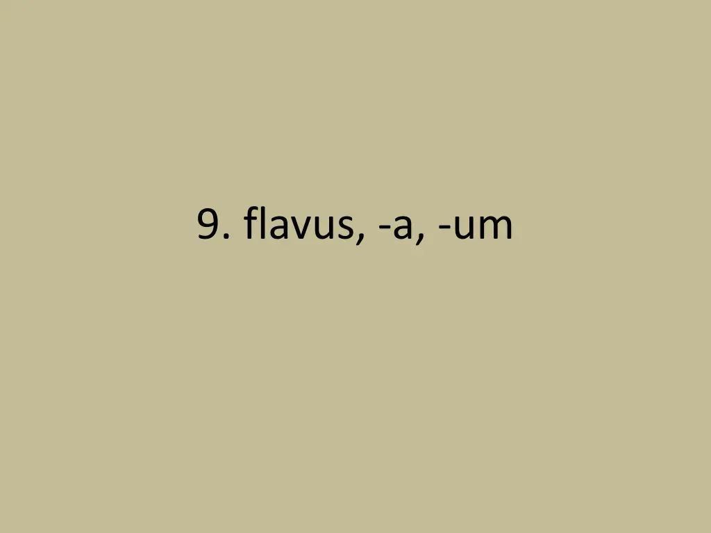 9 flavus a um