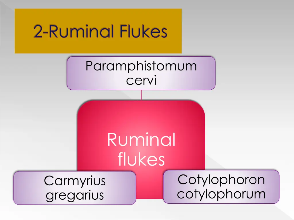 2 ruminal flukes