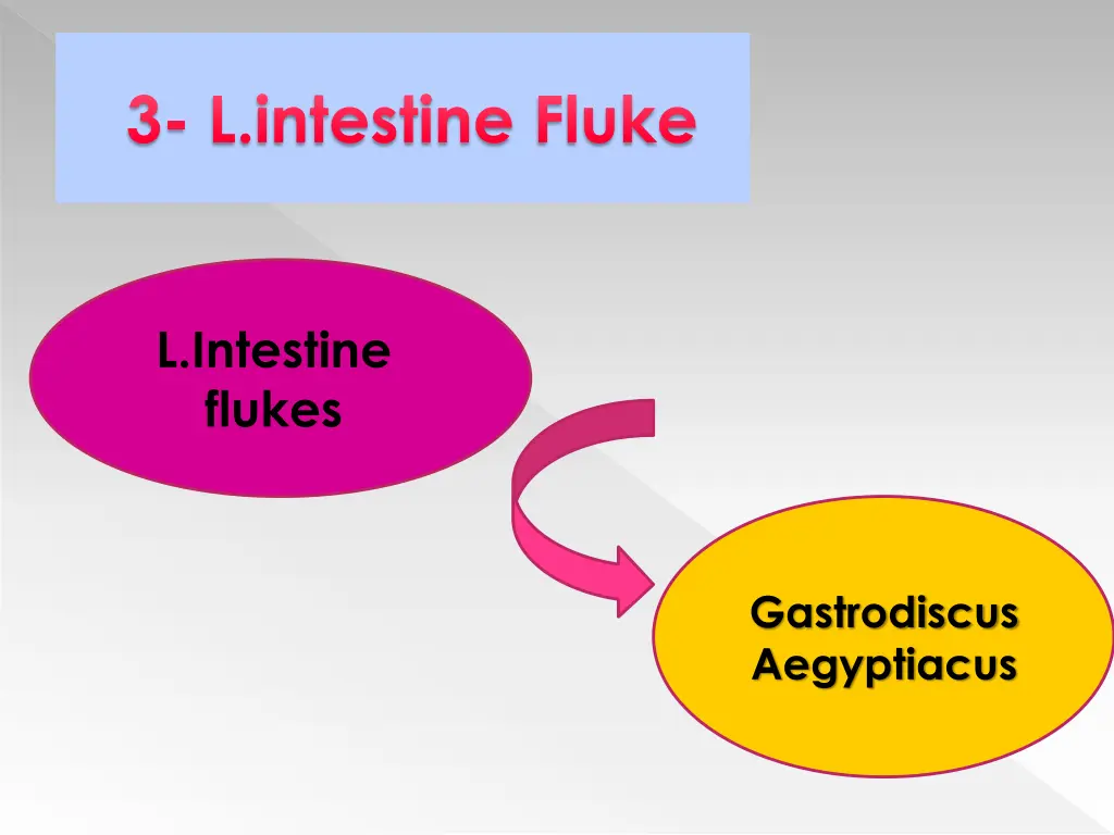 3 l intestine fluke