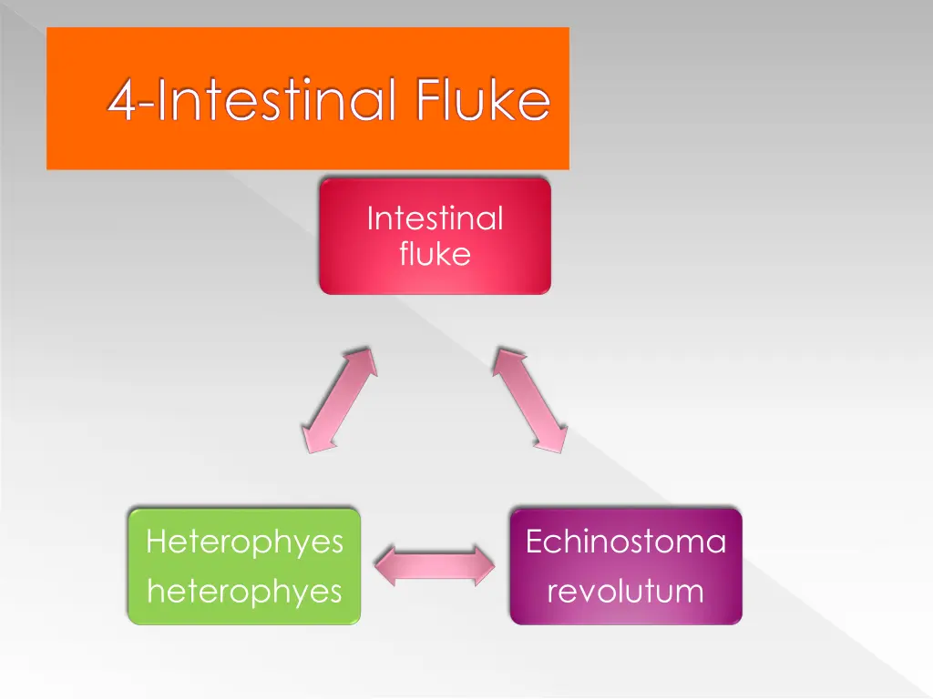 4 intestinal fluke